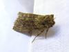 300789 – Photo : Moth-er – France (69)